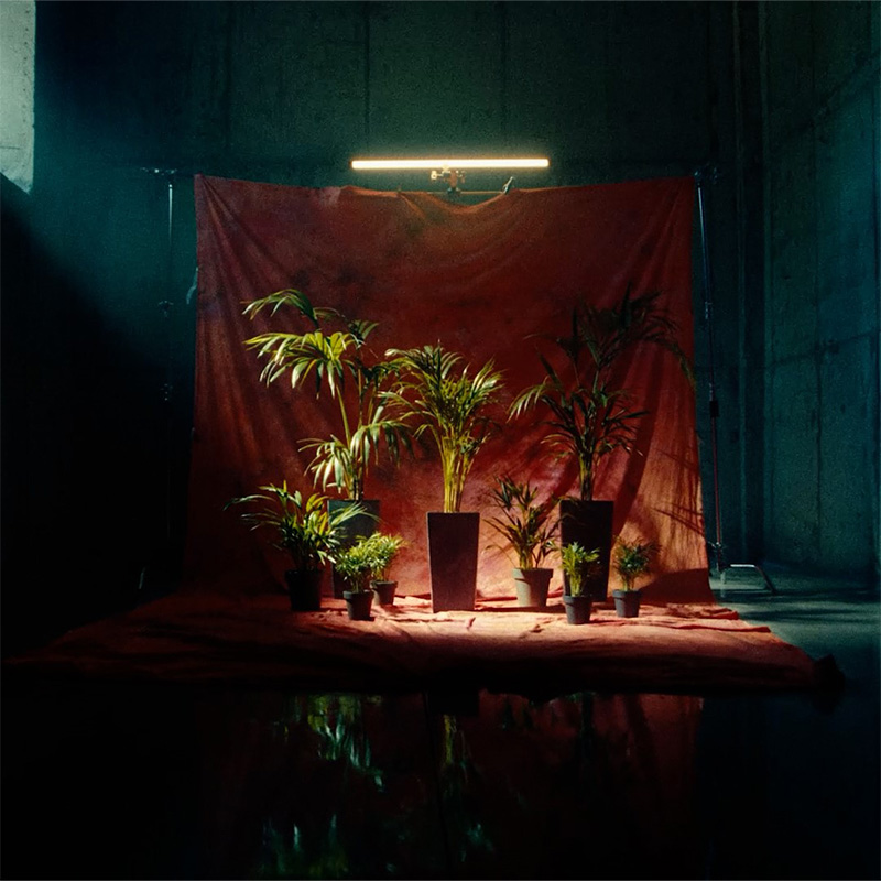 Plant