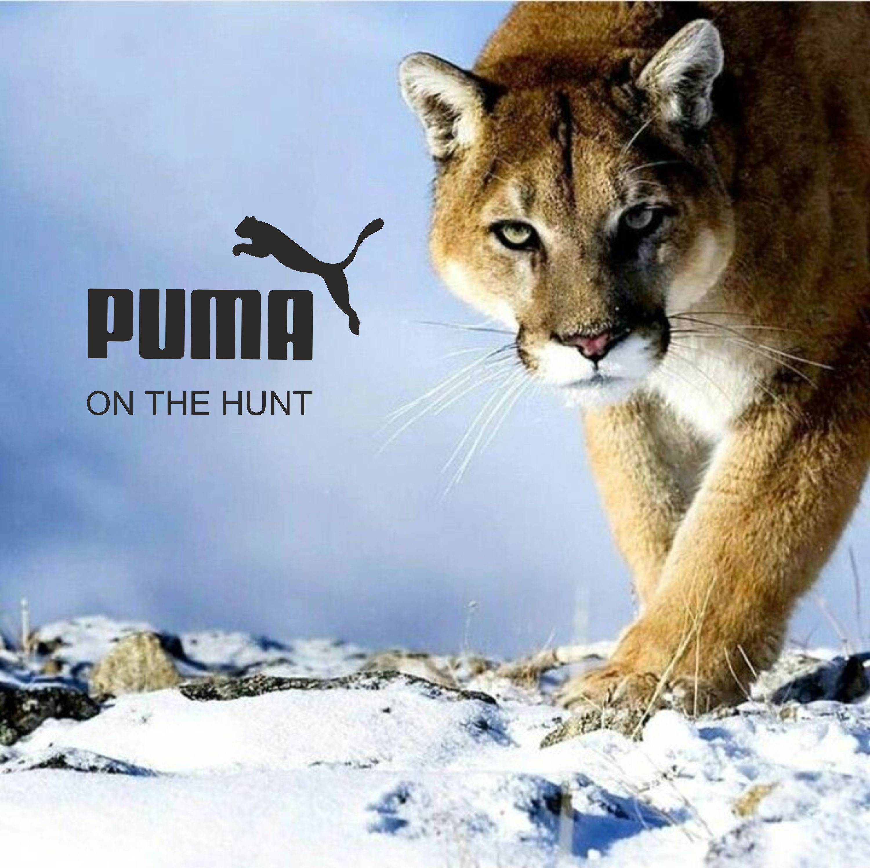 Puma on the hunt